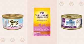 10 Best Vet-Recommended Kitten Foods of 2025
