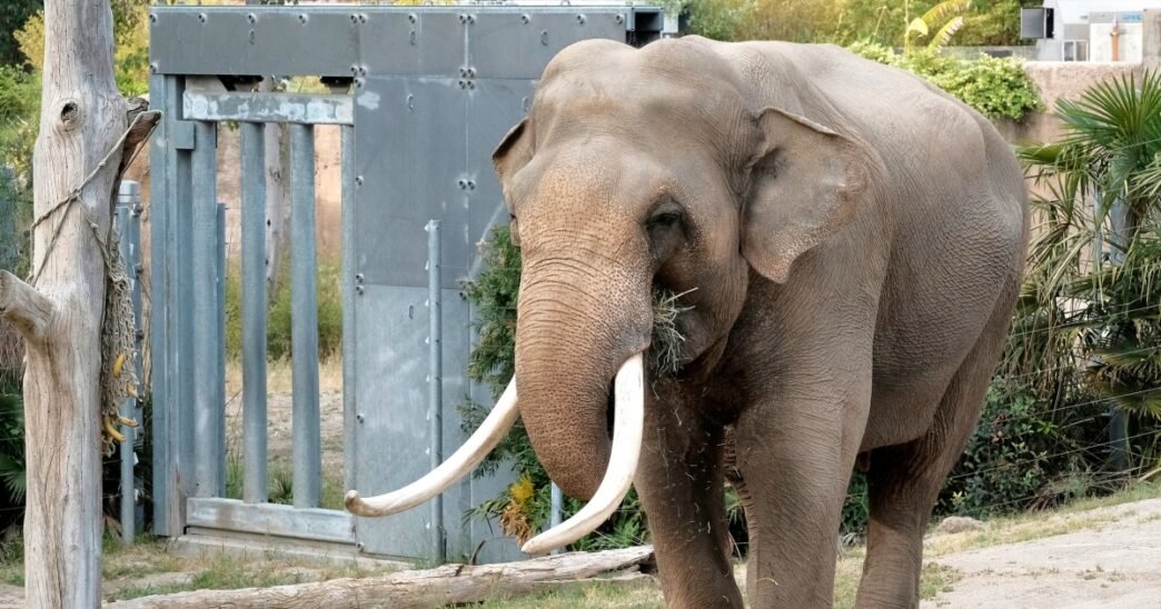 Aging elephants quietly moved from L.A. to Tulsa Zoo should be in sanctuary, advocates say