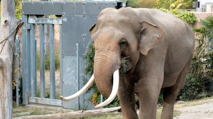 Aging elephants quietly moved from L.A. to Tulsa Zoo should be in sanctuary, advocates say
