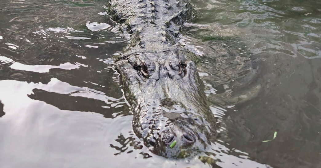 Alligator that starred in ‘Happy Gilmore’ dies of old age in Colorado