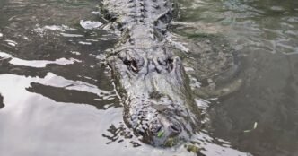 Alligator that starred in ‘Happy Gilmore’ dies of old age in Colorado