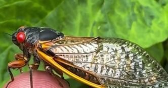 Cicadas to emerge in high numbers across Kentucky and Tennessee