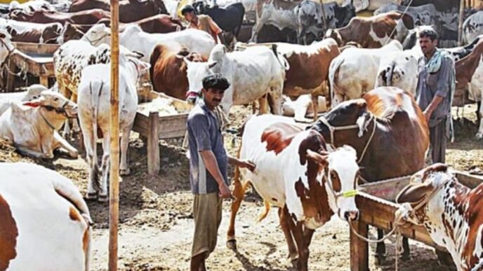 Eid-ul-Adha 2025 cattle market locations announced- Check here