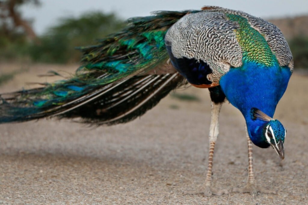 Extreme heat claims lives of 12 peacocks in Tharparkar