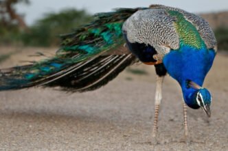 Extreme heat claims lives of 12 peacocks in Tharparkar