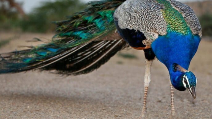 Extreme heat claims lives of 12 peacocks in Tharparkar