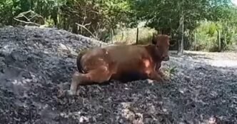 Florida man arrested for shooting neighbor's cow