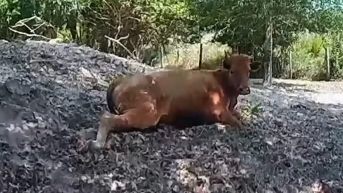 Florida man arrested for shooting neighbor's cow