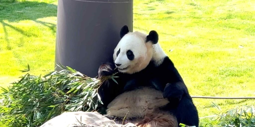Giant pandas to leave Wakayama but memories of 'Big Daddy' will linger