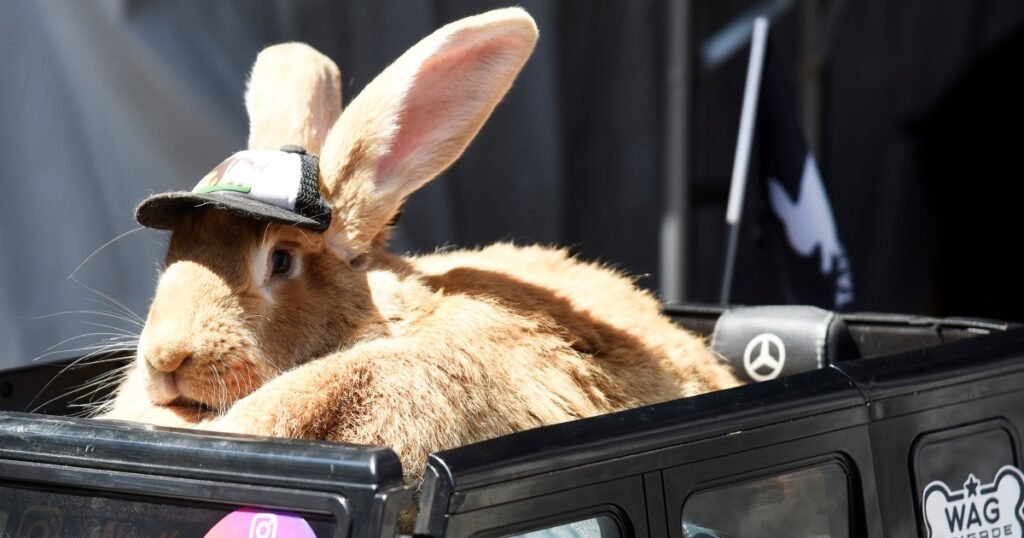 Giant rabbit 'Alex the Great' delights social media in his custom Mercedes