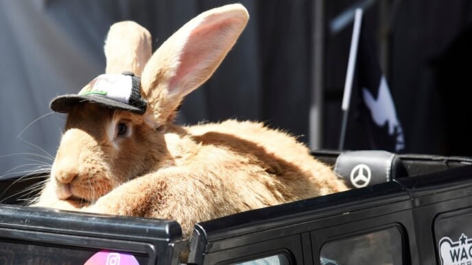 Giant rabbit 'Alex the Great' delights social media in his custom Mercedes