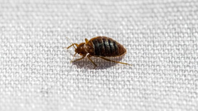 Humanity's 'first true urban pest' has been biting for 60,000 years, study shows