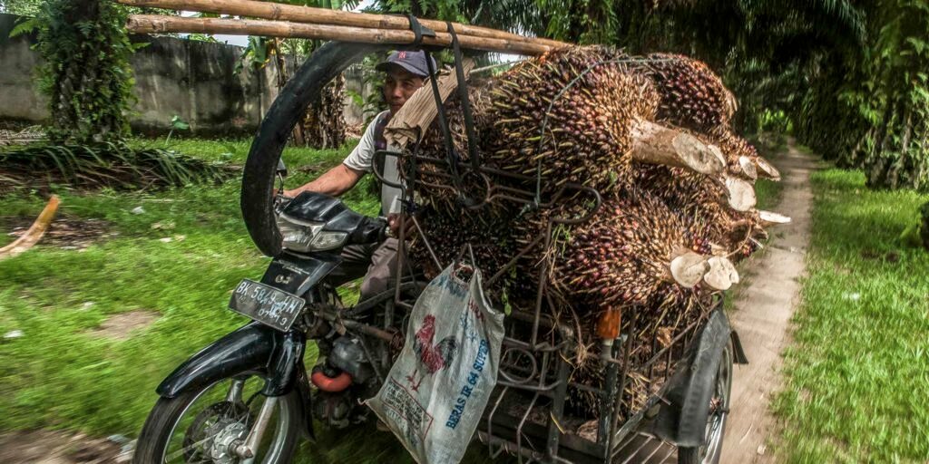 Indonesian palm oil exports set to fall with biofuel mandate