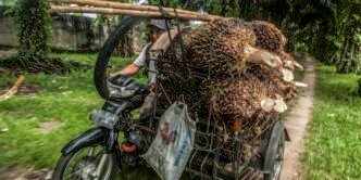 Indonesian palm oil exports set to fall with biofuel mandate