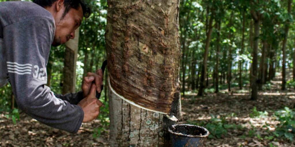 Itochu to help Asian rubber farmers address EU deforestation law