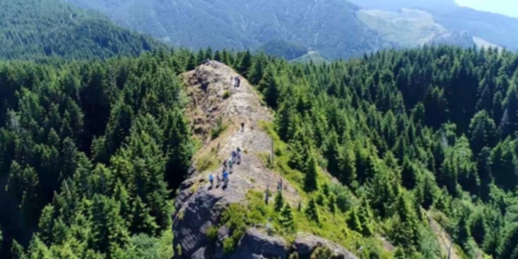 Japan's Sojitz plans forestry fund for carbon credits with US partner