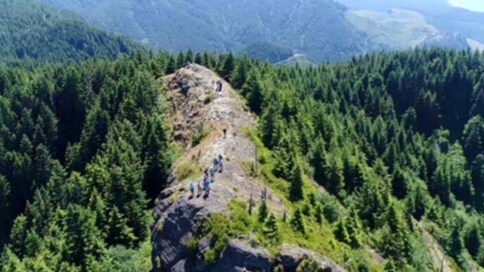 Japan's Sojitz plans forestry fund for carbon credits with US partner