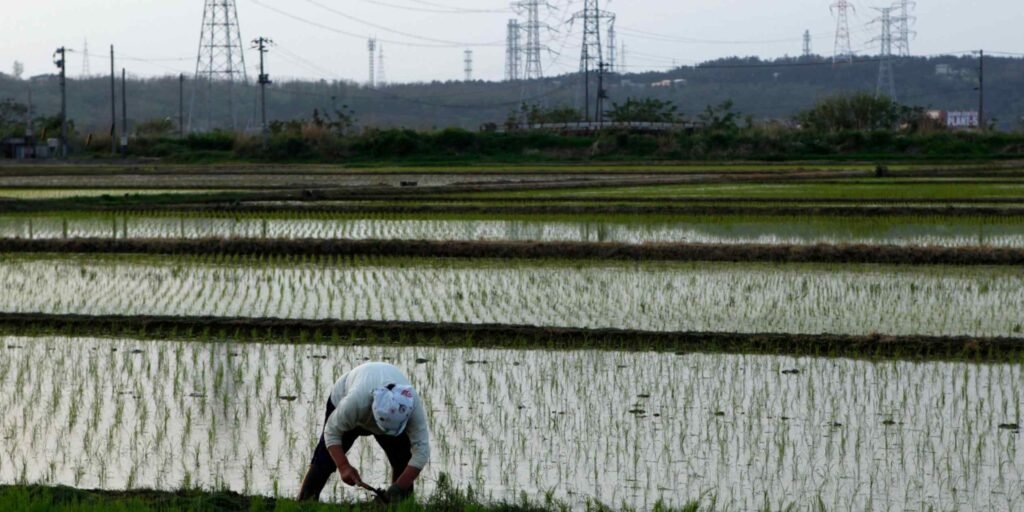 Japan's ruling party balks at importing US rice as part of tariff deal
