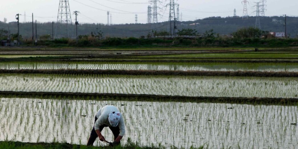 Japan's ruling party balks at importing US rice as part of tariff deal