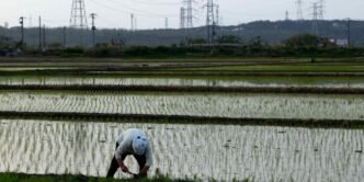 Japan's ruling party balks at importing US rice as part of tariff deal