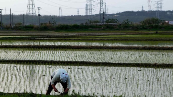 Japan's ruling party balks at importing US rice as part of tariff deal