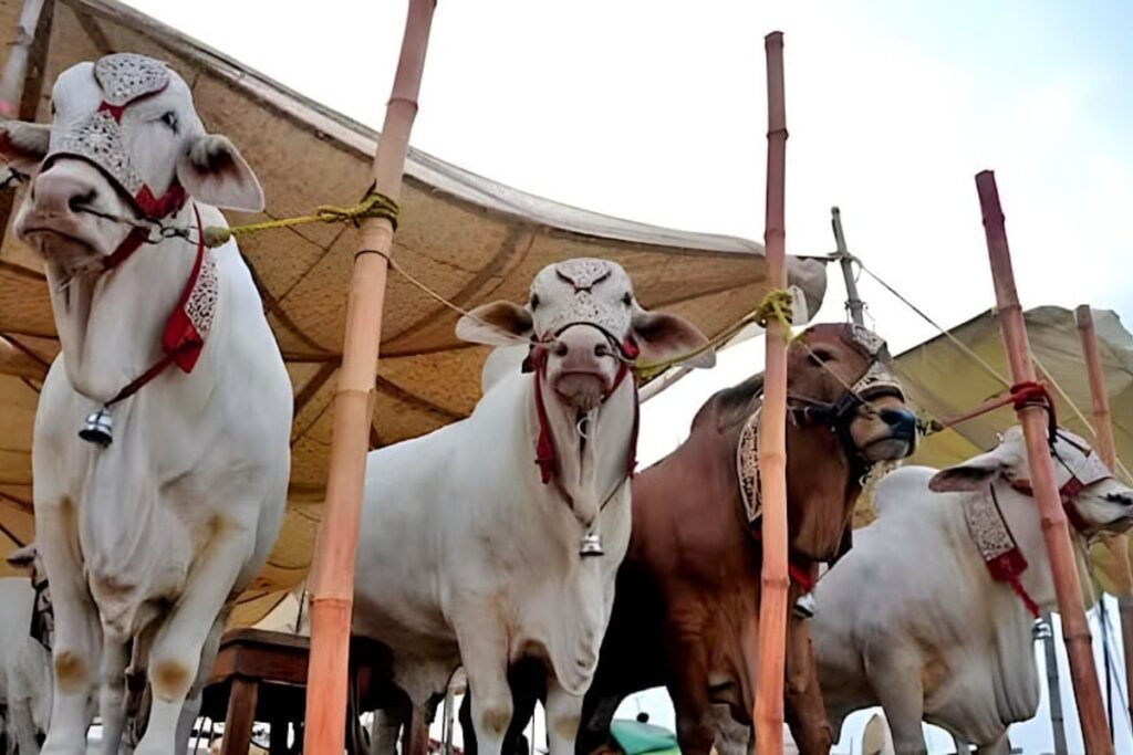 Karachi’s Cattle Market reaches full swing as Eid nears