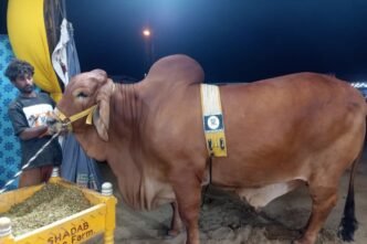 More than 100, 000 arrive in Asia largest Cattle Market