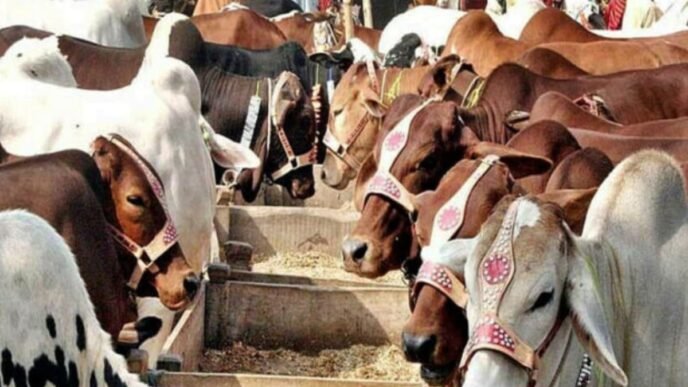 Northern Bypass Cattle Market sees surge in visitors