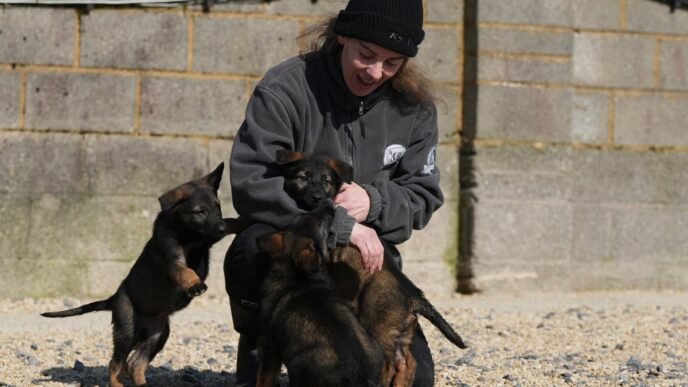 Pets with a toolkit: Protection dogs train to handle burglars as sports stars boost home security