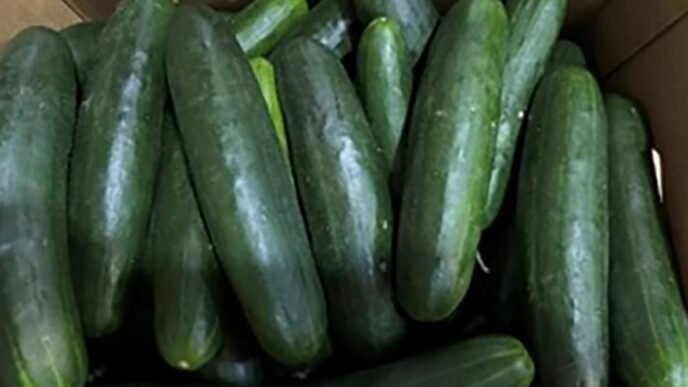 Salmonella outbreak in cucumbers expands to 18 states, 45 sickened