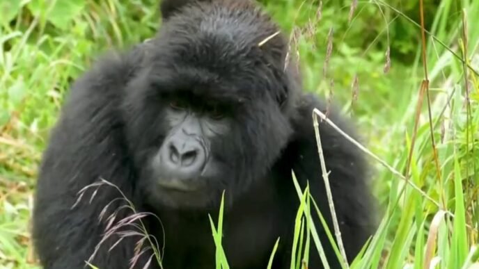 Scientist settles the viral '100 men v gorilla' debate