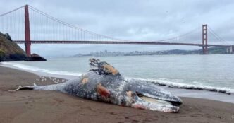 Six dead gray whales found in San Francisco Bay area in the last week