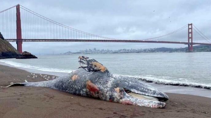 Six dead gray whales found in San Francisco Bay area in the last week