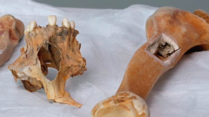 Skeletal remains found at Jersey Shore identified as 19th century boat captain