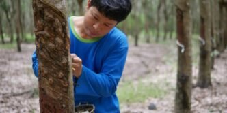 Thai rubber prices take hit as Trump tariffs sap auto demand