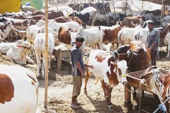 Traders at Cattle Market ready to defend mother land