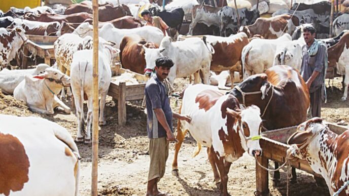 Traders at Cattle Market ready to defend mother land