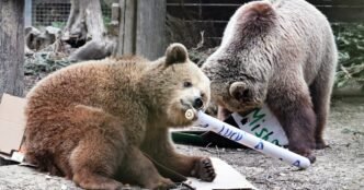 Bears eat 'a week's worth' of honey after escaping enclosure