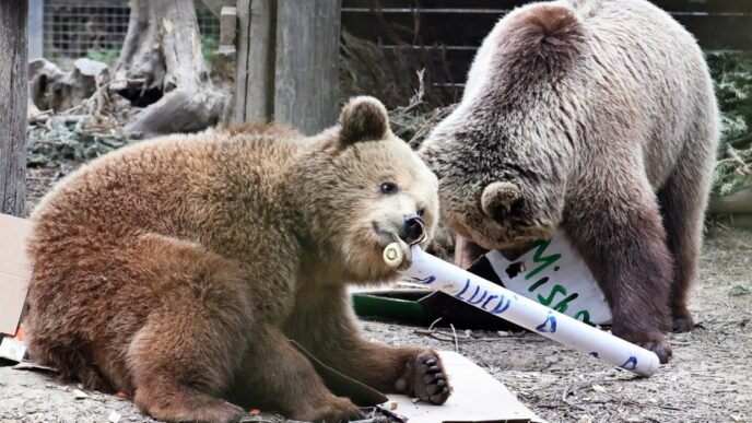 Bears eat 'a week's worth' of honey after escaping enclosure