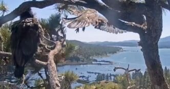 Big Bear eaglet Sunny flies from the nest for the first time