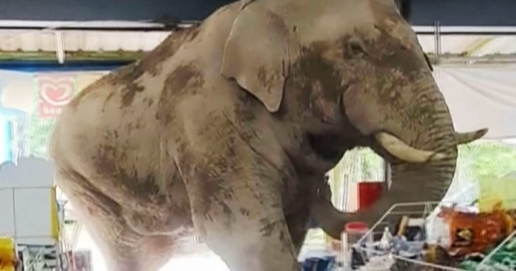 Bull in a china shop? No, it's an elephant in a grocery store