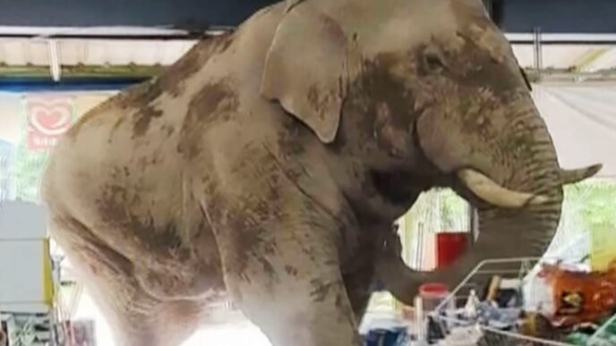 Bull in a china shop? No, it's an elephant in a grocery store