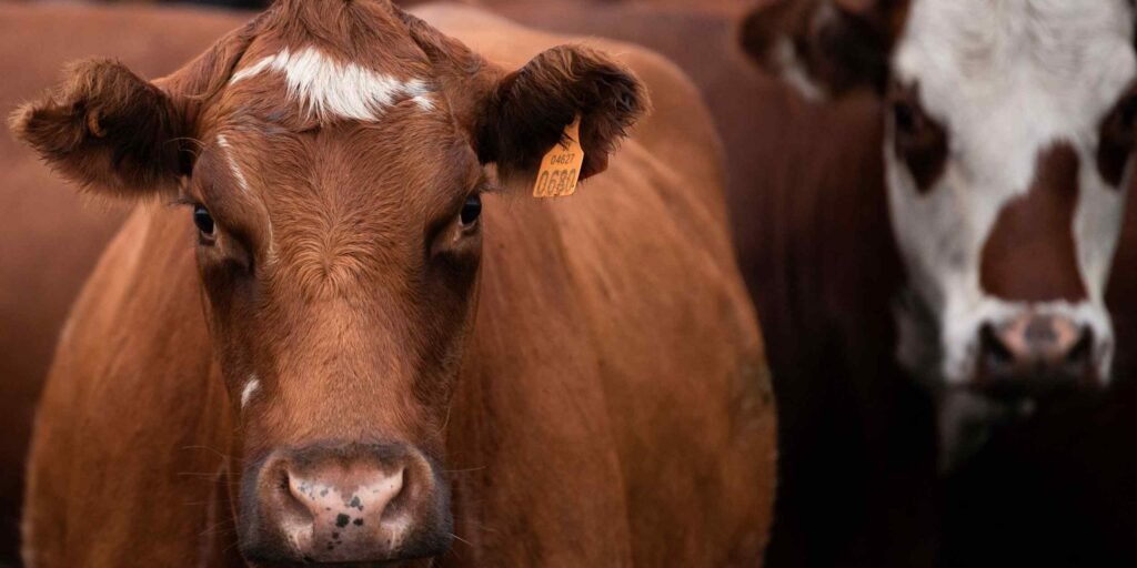Cow burps: Australia startup's lick block helps cut Laos cattle emissions