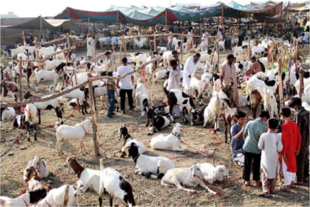 Eid rush grips Karachi’s cattle market
