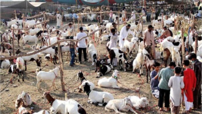 Eid rush grips Karachi’s cattle market