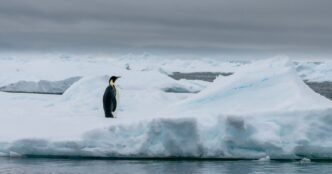 Emperor penguins show dramatic decline in one region of Antarctica, satellite photos show