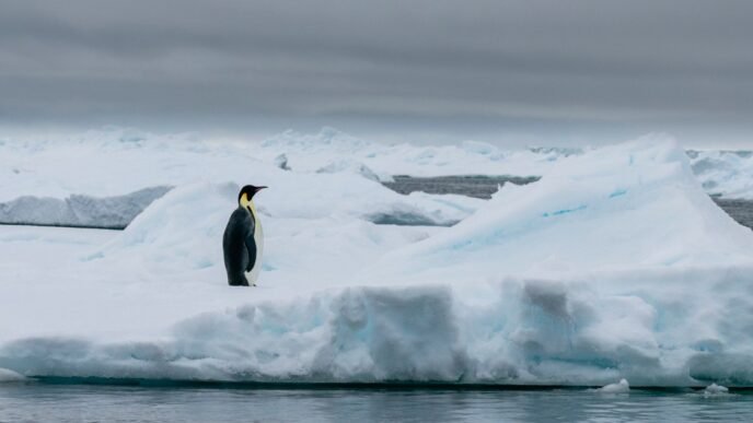 Emperor penguins show dramatic decline in one region of Antarctica, satellite photos show