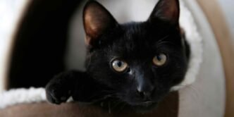 Is your cat stressed? Tokyo startup's smart collar finds out