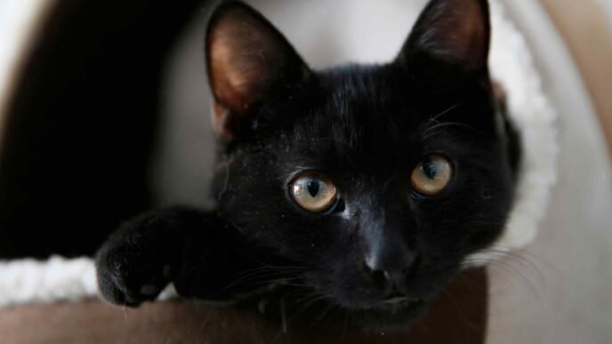 Is your cat stressed? Tokyo startup's smart collar finds out