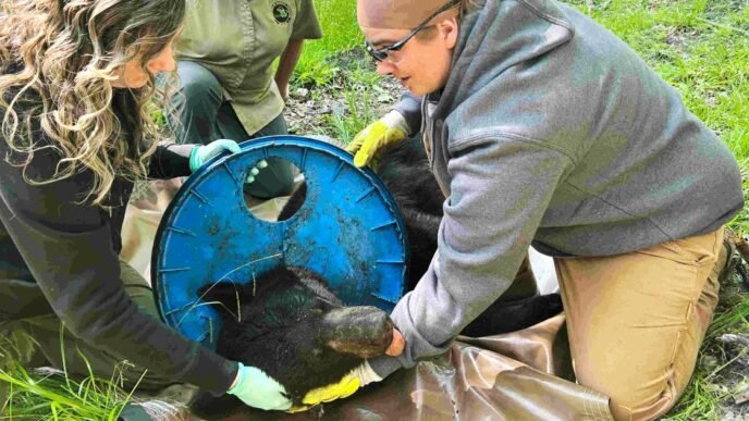 Michigan bear finally free of lid that was stuck on its neck for years